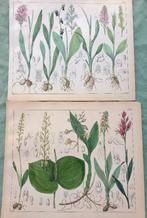 2 hand gekleurde litho;s - Botanische prenten - ca.1900, Antiek en Kunst, Kunst | Etsen en Gravures, Ophalen of Verzenden