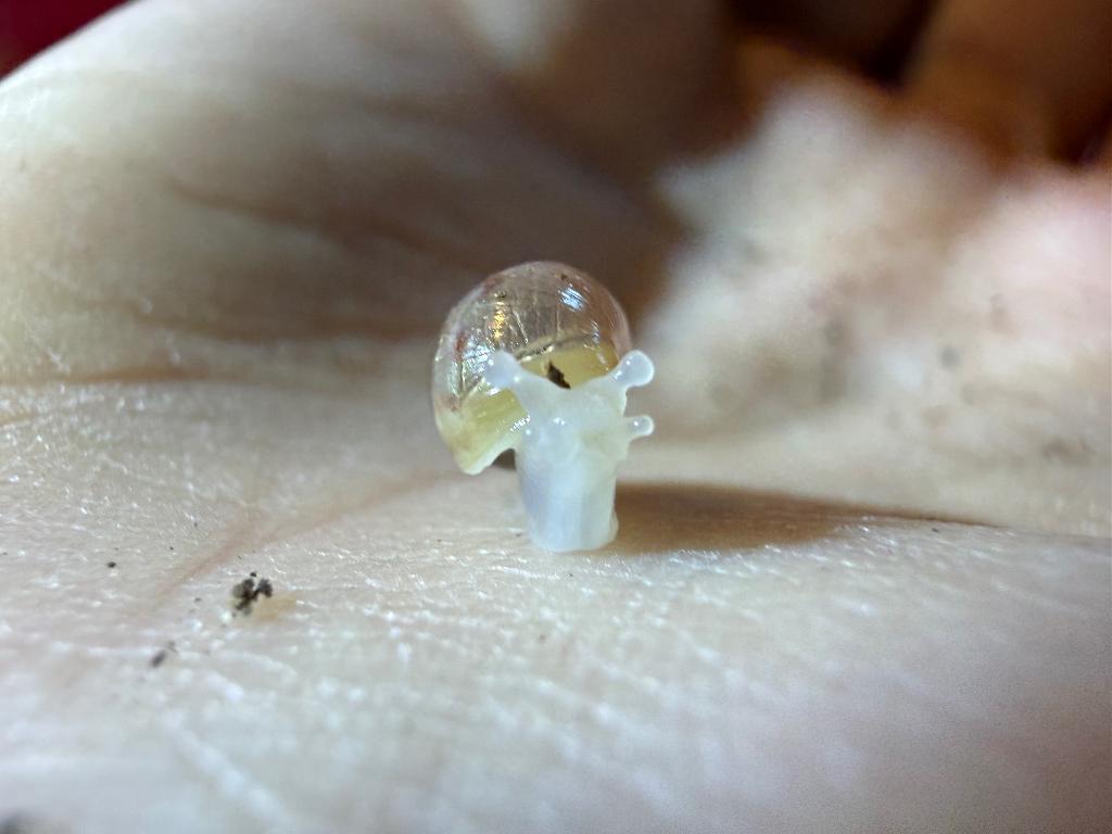 Afrikaanse reuzenslak babies, Dieren en Toebehoren, Reptielen en Amfibieën, Overige soorten, 0 tot 2 jaar