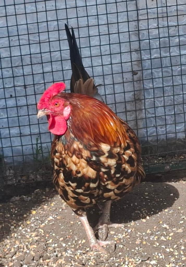 Kippenopvang zoekt goede plek voor deze leuke minihaan!, Mannelijk, Kip