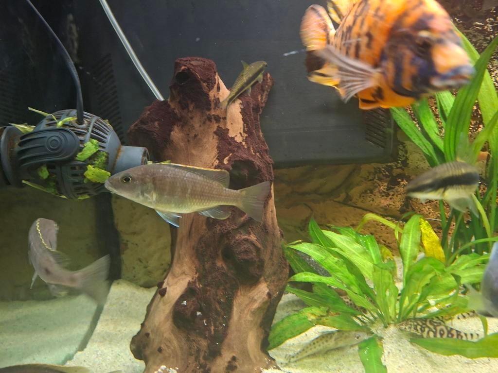 Malawi cichliden, Dieren en Toebehoren, Vissen | Aquariumvissen, Vis
