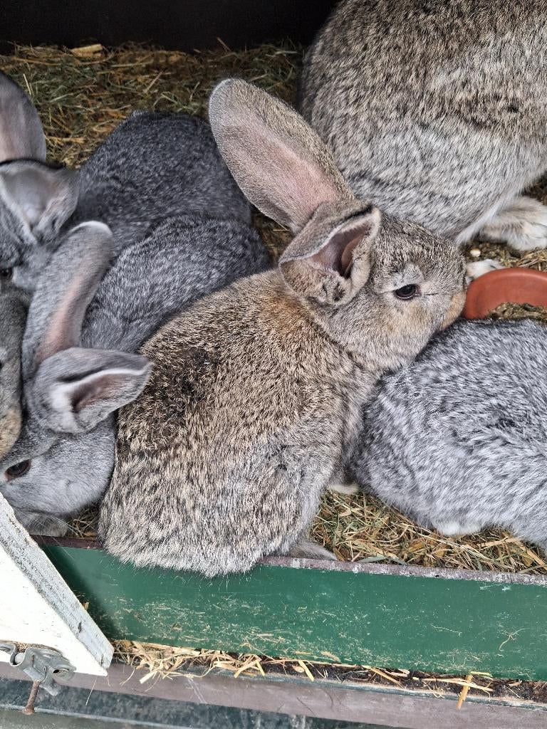 Jonge vlaamse reuzen, Dieren en Toebehoren, Konijnen, Meerdere dieren, Groot, 0 tot 2 jaar