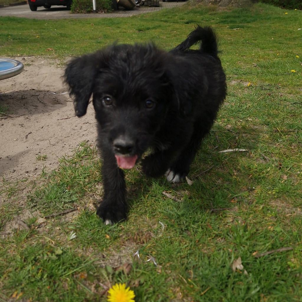 Medium doodle pups, 8 tot 15 weken, Meerdere dieren, Eén hond, Nederland