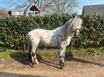 Appaloosa Hengst TE KOOP!, Dieren en Toebehoren, Hengst