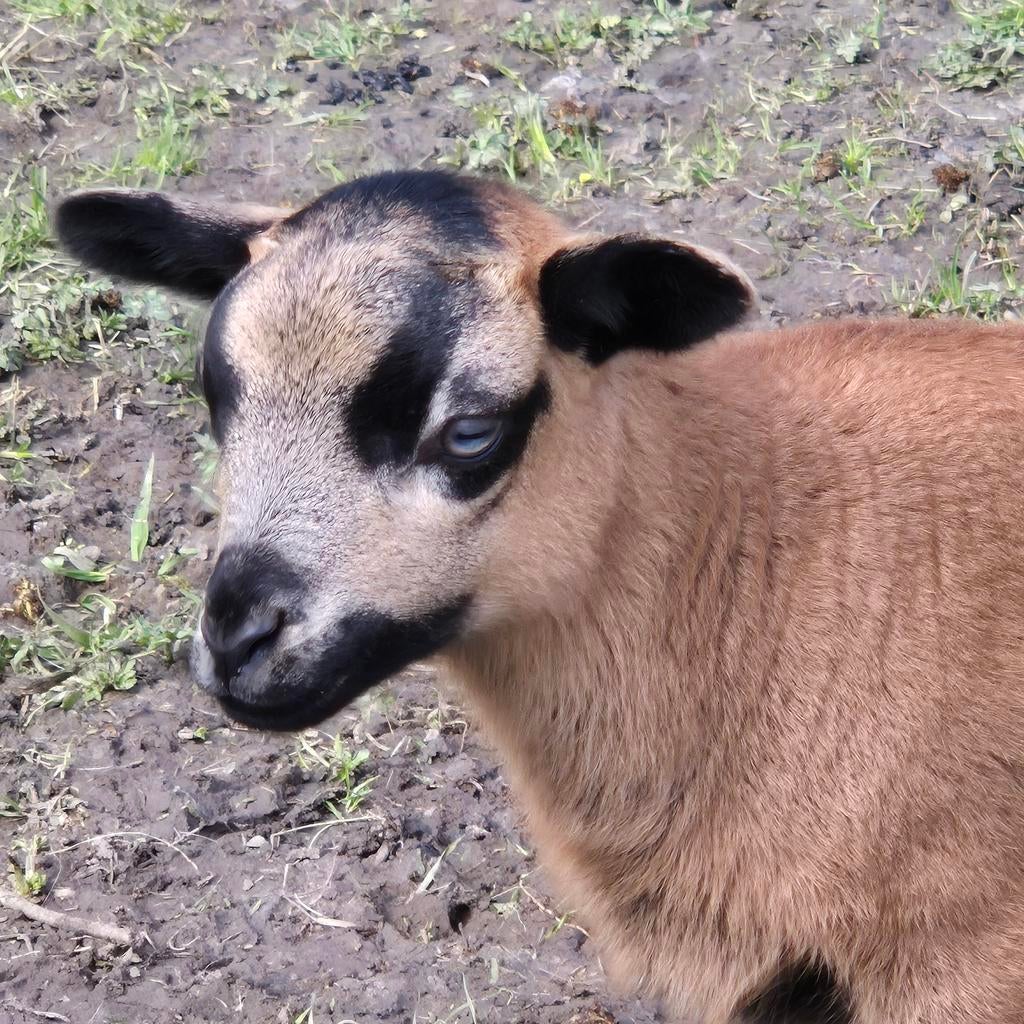 Easycare, Maasduinenschapen, lammeren, ooi, ram te koop, Dieren en Toebehoren, Meerdere dieren, Schaap