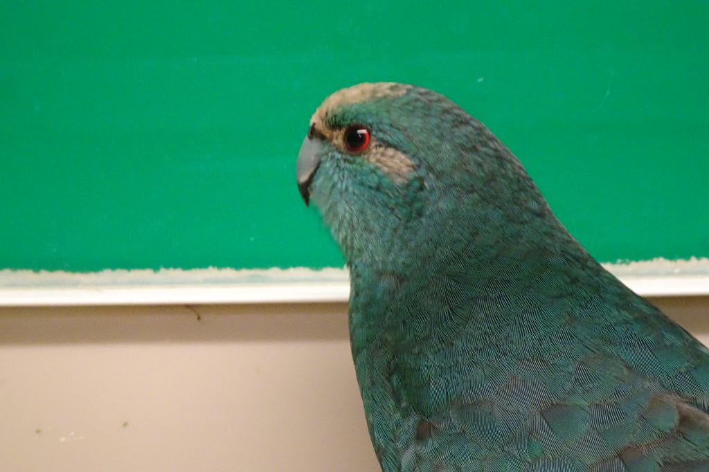 Kakariki parkiet., Dieren en Toebehoren, Vogels | Parkieten en Papegaaien, Geslacht onbekend, Parkiet