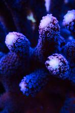 Stylophora Pistillata, paarse poliepen, Overige typen, Zoutwatervis