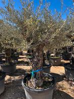 Olijfbomen ,,Picual Minipata 2026” 170Lt pot, 180/200, 100 tot 250 cm, Olijfboom, Zomer, Ophalen