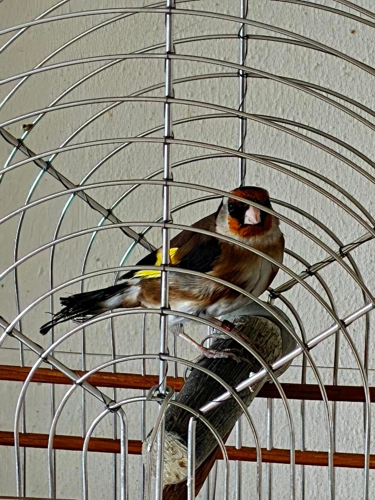 Mooie Parva Putter Man 2024. Geringd super fluiter, Mannelijk, Wildzangvogel, Geringd