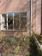 Krulhazelaar af te halen, Ophalen, Halfschaduw, Overige soorten