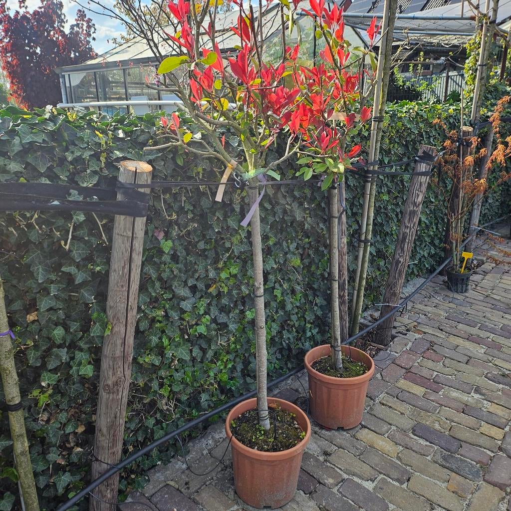 Glansmispel halfstam (Photinia Red Robin), Tuin en Terras, Overige soorten, Lente, 100 tot 250 cm, Ophalen