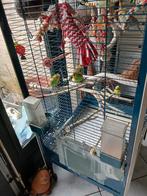 Parkieten, Meerdere dieren, Parkiet, Pratend