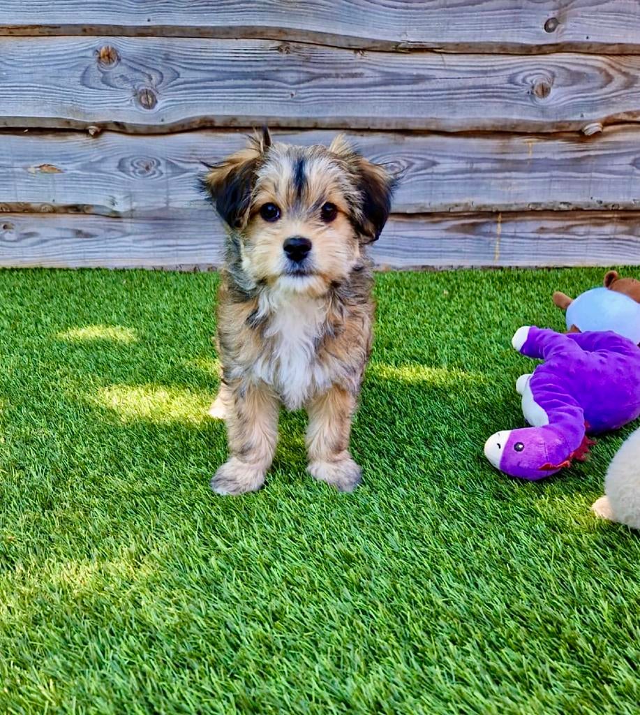 Boomer pups, Dieren en Toebehoren, Honden | Chihuahua's en Gezelschapshonden, Parvo, Nederland, Overige rassen, 8 tot 15 weken