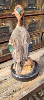 Prachtige Wintertaling, Verzamelen, Dierenverzamelingen, Ophalen of Verzenden, Zo goed als nieuw, Vogel, Opgezet dier