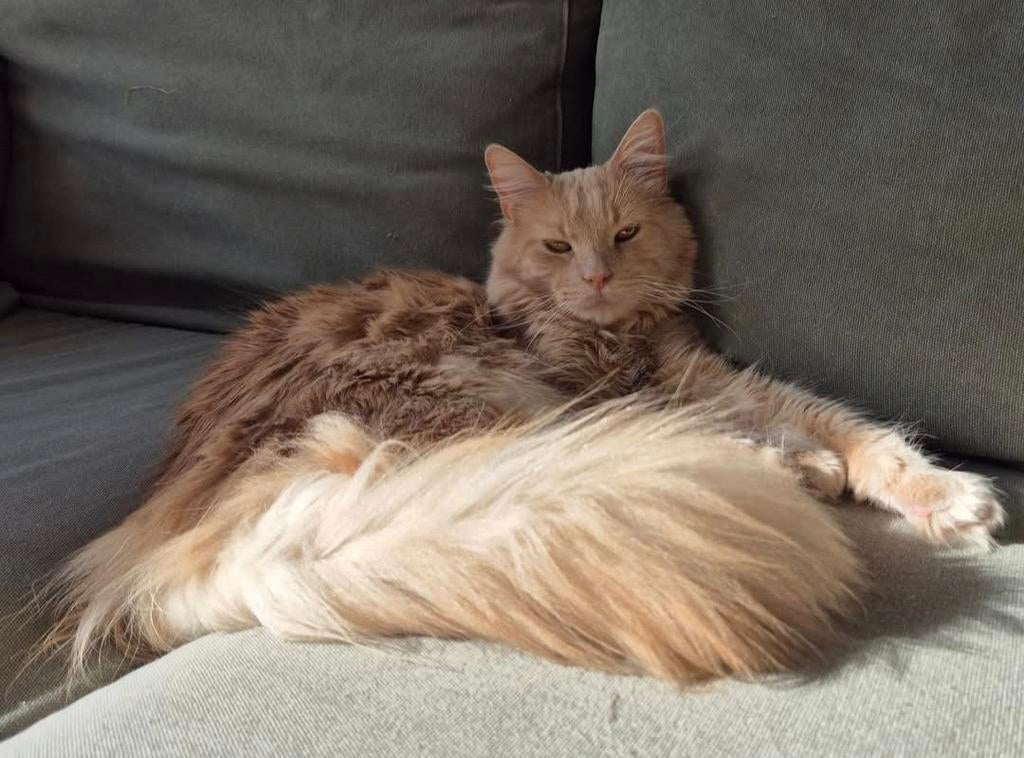 Maine Coon dekkater (niet te koop!), Dieren en Toebehoren