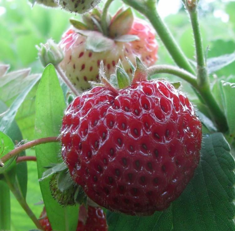 Aardbei Framberry frambozenaardbei plantjes aardbeiplantjes, Tuin en Terras, Ophalen, Volle zon, Vaste plant, Zomer