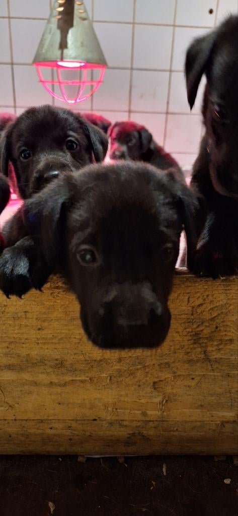 Labrador pups zoeken een warm liefdevol thuis, Nederland, Parvo, 8 tot 15 weken, Labrador retriever