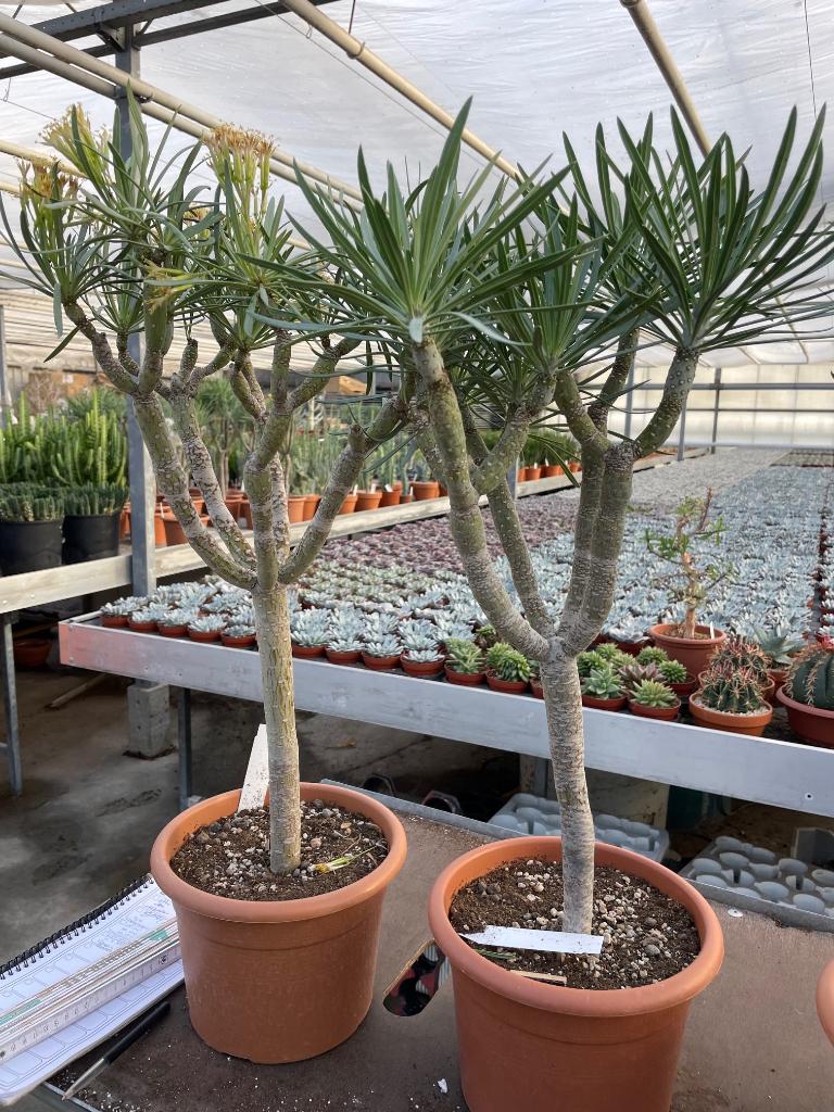 Senecio Kleinia in de 23cm pot mooi vertakt., Overige soorten, Ophalen of Verzenden, In pot, Minder dan 100 cm