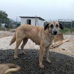 ACE: Martina is een brave ziel!, Particulier, Overige rassen, 1 tot 2 jaar, Buitenland