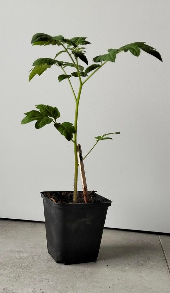 Tomatenplanten. Cherry tomaat. Biologisch. Heel zoet, Ophalen, Eenjarig, Overige soorten, Volle zon