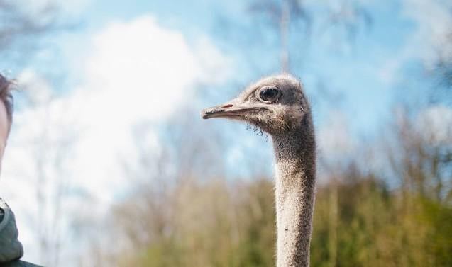 Tickets Speel en dierenpark Sanjes Safari in Feanwalden, Tickets en Kaartjes, Twee personen, Ticket of Toegangskaart