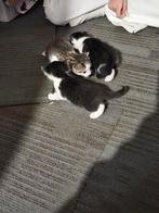 3 mooie kittens, Meerdere dieren, Ontwormd