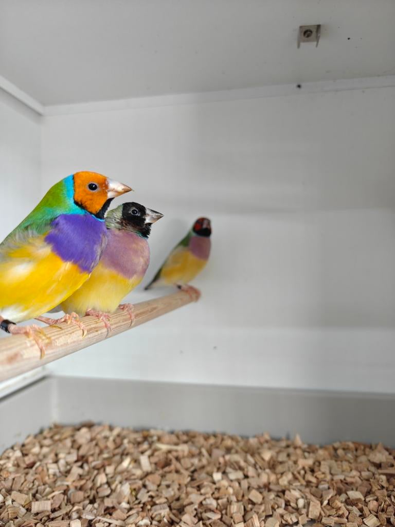 Verschillende Tropen vogels, Dieren en Toebehoren, Vogels | Overige Vogels, Meerdere dieren