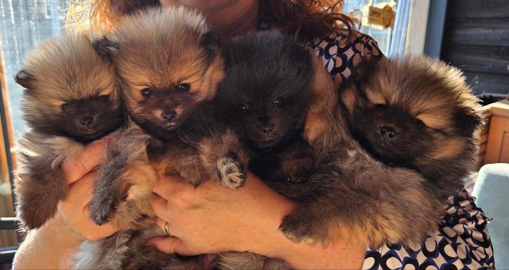 Prachtige Bearface Pomeriaan pups, Dieren en Toebehoren, Honden | Poolhonden, Keeshonden en Oertypen, Keeshond, 8 tot 15 weken
