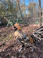 Zeldzame Paduha kuif/baard hoenders BROEDEITJES kleuren mix, Vrouwelijk, Kip