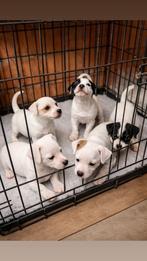 Jack Russell pups te koop, België, Particulier, Jack Russell Terriër, 8 tot 15 weken