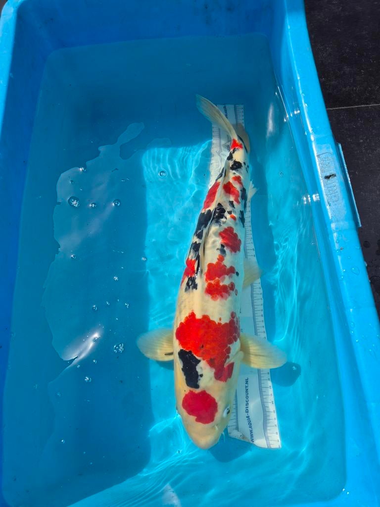 HQ maruten sanke 61 cm, Dieren en Toebehoren, Karper of Koi