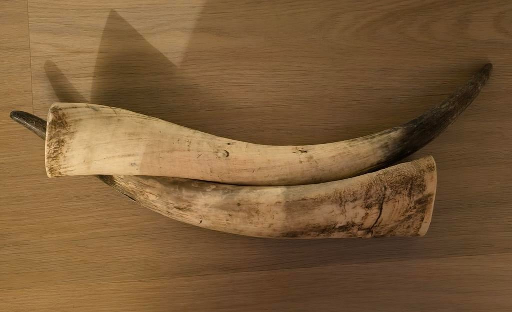 Decoratieve longhorns - Set van 2, Ophalen of Verzenden