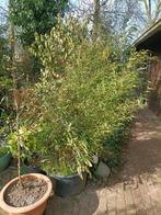 Bamboe, Tuin en Terras, Ophalen of Verzenden, Bloeit niet, Halfschaduw, Overige soorten