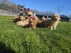 Poedel pups mooi klein blijvend, Poedel, België, 8 tot 15 weken, Meerdere