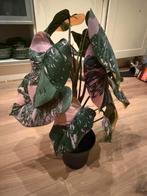 Ikea Fejka kunstplant roze, Ophalen