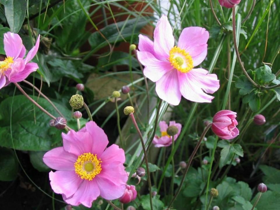 Anemone hybrida 'Serenade' in P9 pot., Ophalen, Overige soorten