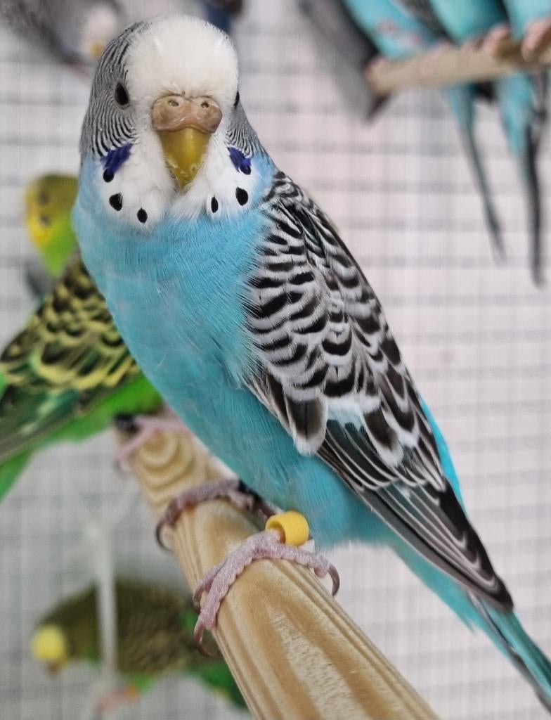 Tentoonstellings waardige Kleur grasparkieten., Dieren en Toebehoren, Vogels | Parkieten en Papegaaien, Meerdere dieren, Parkiet