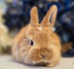 De ECHTE Duitse reuzen Rambo junior bloedlijn., Meerdere dieren, Groot, 0 tot 2 jaar