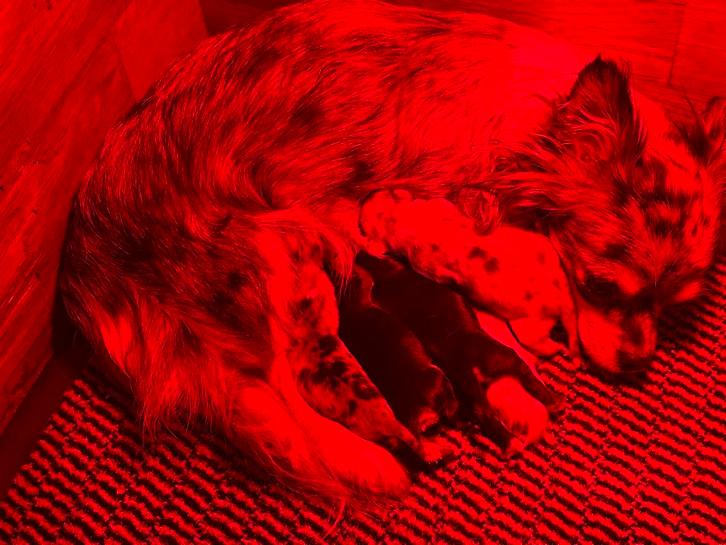 Prachtige chihuahua pups, Dieren en Toebehoren, Honden | Chihuahua's en Gezelschapshonden, Meerdere dieren, Chihuahua, Particulier