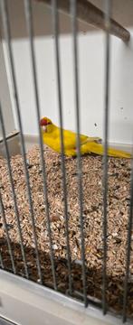 Koppel Broed rijpe Kakariki's Blauwe man Gele Pop, Dieren en Toebehoren, Vogels | Parkieten en Papegaaien, Meerdere dieren, Parkiet