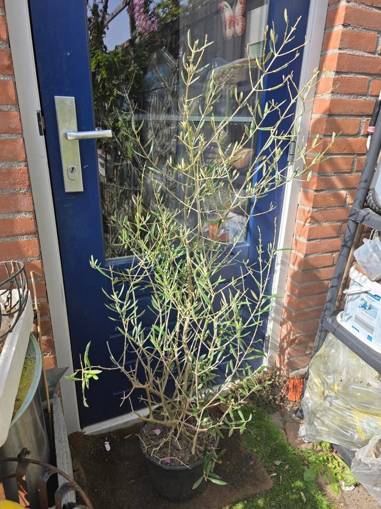 olijfboom, Bloeit niet, 100 tot 250 cm, Olijfboom, Ophalen