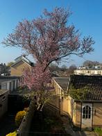 Gratis bomen, Ophalen, Bloeit niet, Volle zon, Overige soorten