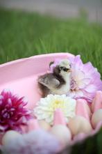 🐣 Kuikens van verschillende rassen 🐣, Geslacht onbekend, Kip