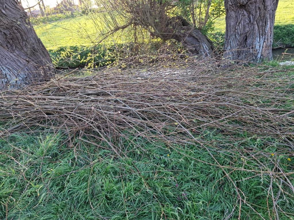 Wilgentakken, ongeveer 2 meter lang, Ophalen