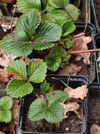 Aardbeien planten kortdragers aardbeiplanten, Tuin en Terras, Planten | Tuinplanten, Ophalen, Volle zon, Vaste plant, Fruitplanten