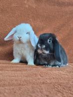 Jonge koppeltjes NHD hangoordwerg gecastreerd koppel tam, Meerdere dieren, Dwerg, Hangoor, 0 tot 2 jaar