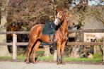 Knappe 13-jarige allrounder, Dieren en Toebehoren, Paarden, Merrie, B, Gechipt, 160 tot 165 cm