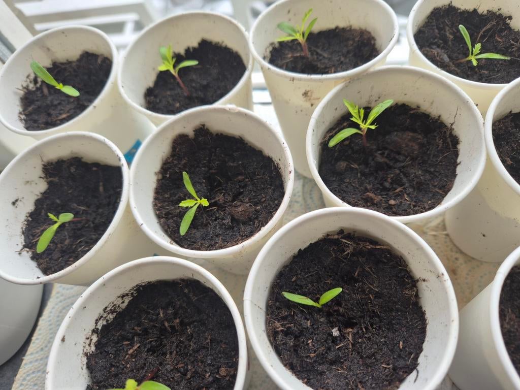 Calendula stekjes goudsbloem kadife cicegi, Overige soorten, Volle zon, Eenjarig, Ophalen of Verzenden