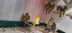 Fiorino kanaries, Dieren en Toebehoren, Vogels | Kanaries, Meerdere dieren, Kleurkanarie