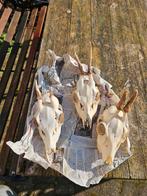 3 Reeën schedeltjes met gewei - Decoratie/Verzameling, Verzamelen, Ophalen of Verzenden, Zo goed als nieuw, Hert, Gewei of Kop