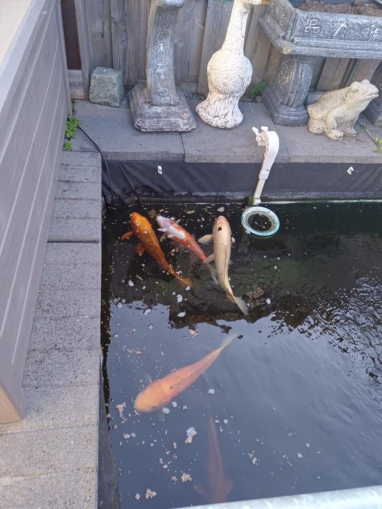 6 (handtamme) Koi karpers, Dieren en Toebehoren, Vissen | Vijvervissen, Karper of Koi